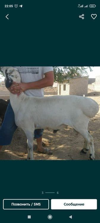 Qasob  qoy soyish — 3