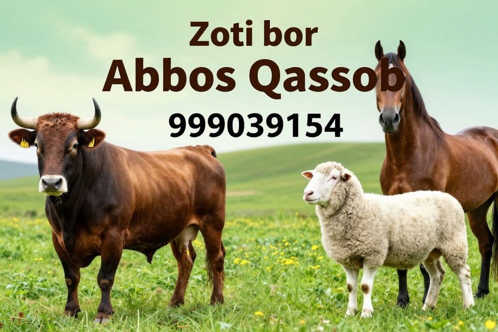 Qassob hizmatlari — 1