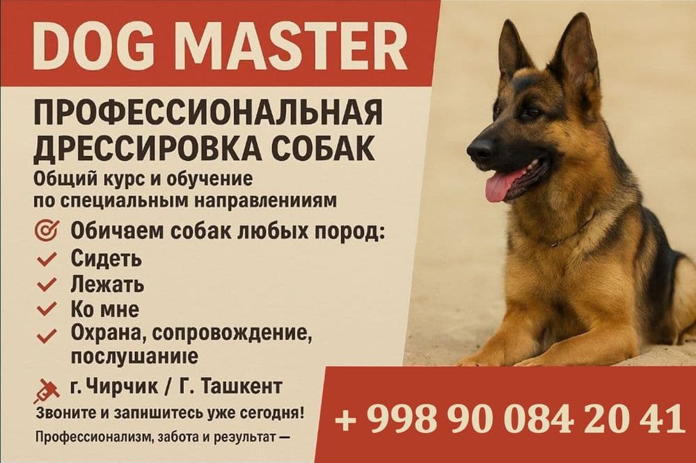 Дрессировка собак и груминг — 4