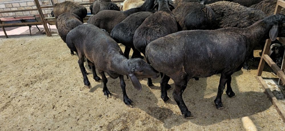 Qassob xizmati mol qoy soyish xizmati — 1
