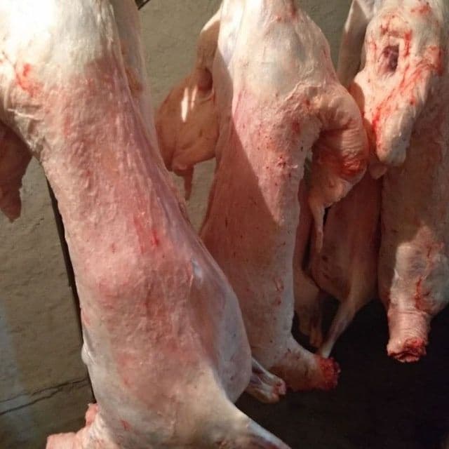 Qassob xizmati mol qoy soyish xizmati — 4