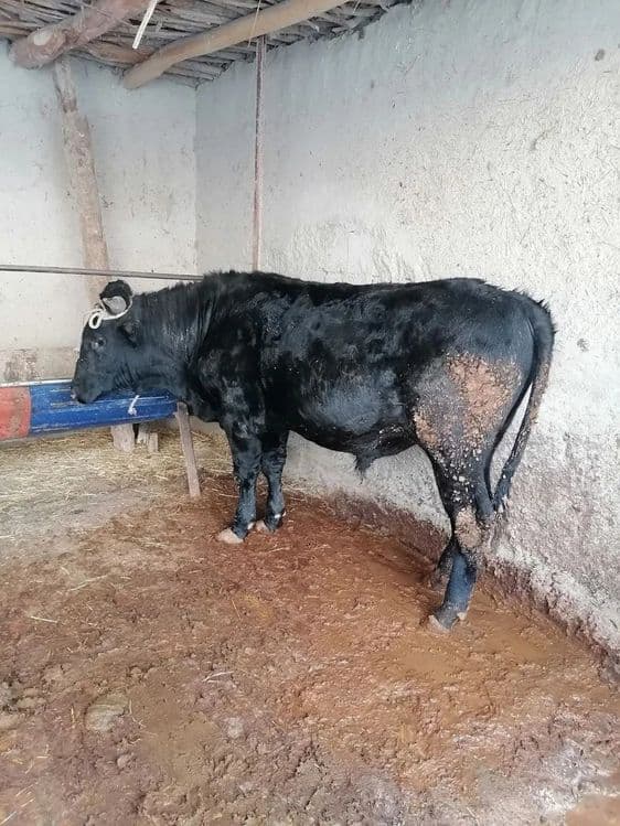 Qassob serviz xizmati — 5