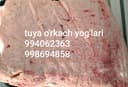 Туя уркач ва сут