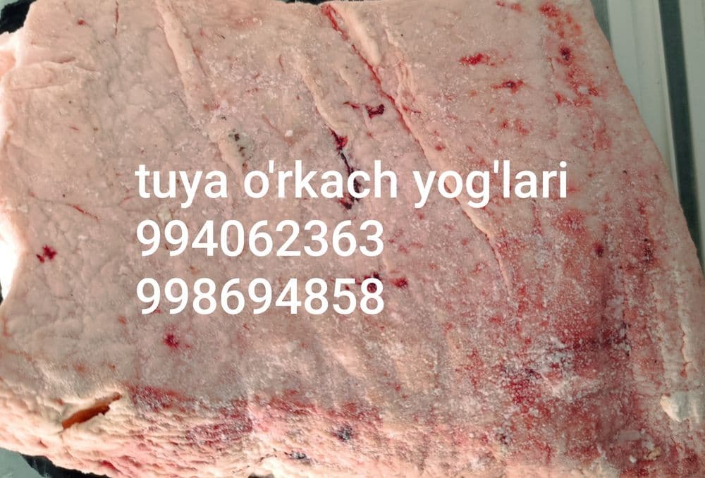 Туя уркач ва сут — 1
