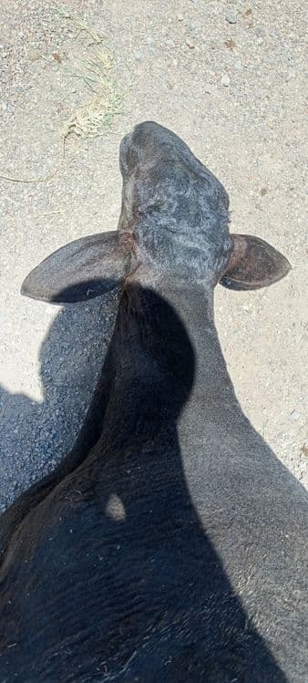 Qo'y so'yish qassobchilik xizmati 24/7 — 7
