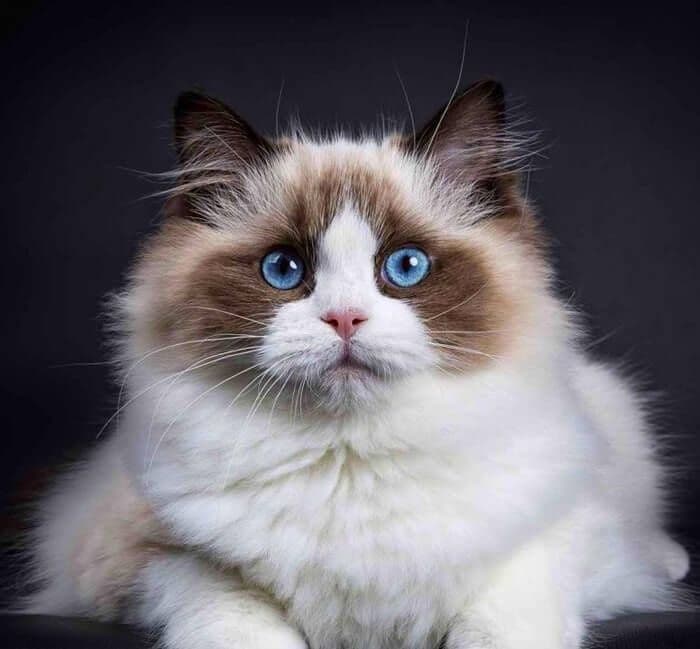 Передержка кошек — 1