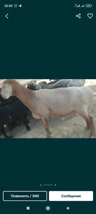 Qasob qoy soyish xizmati — 2