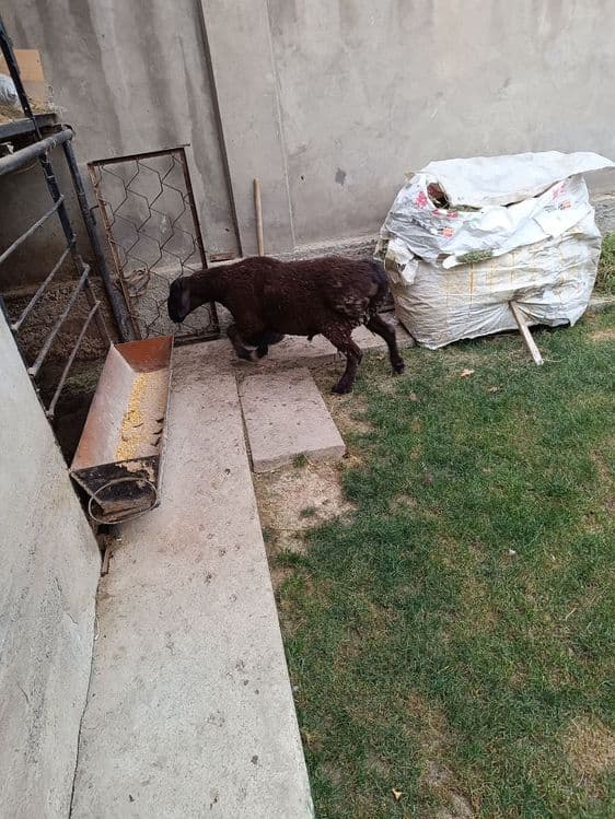 Qassab xizmati qoy soyish — 2