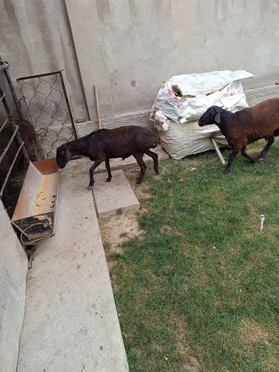 Qassab xizmati qoy soyish — 6