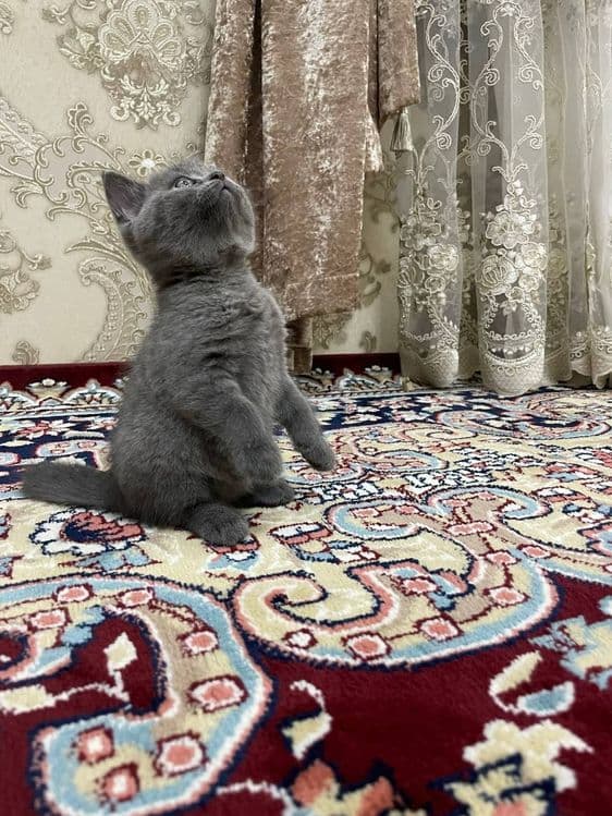 Передержка домашних животных в хороших условиях — 1