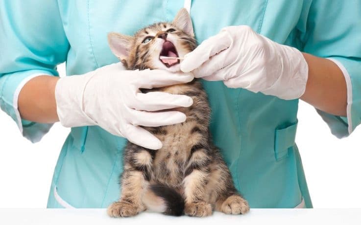 Ветеринар Veterinar — 1