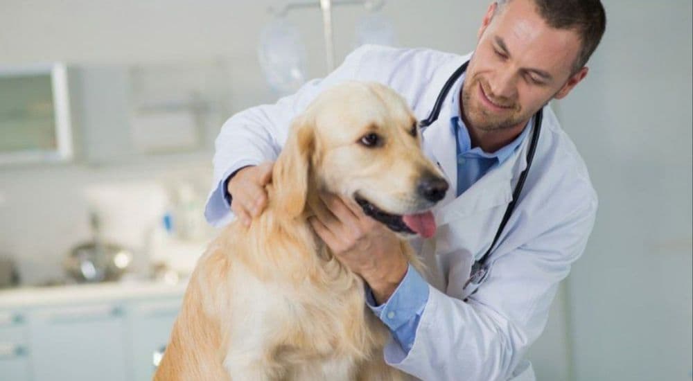 Ветеринар Veterinar — 2