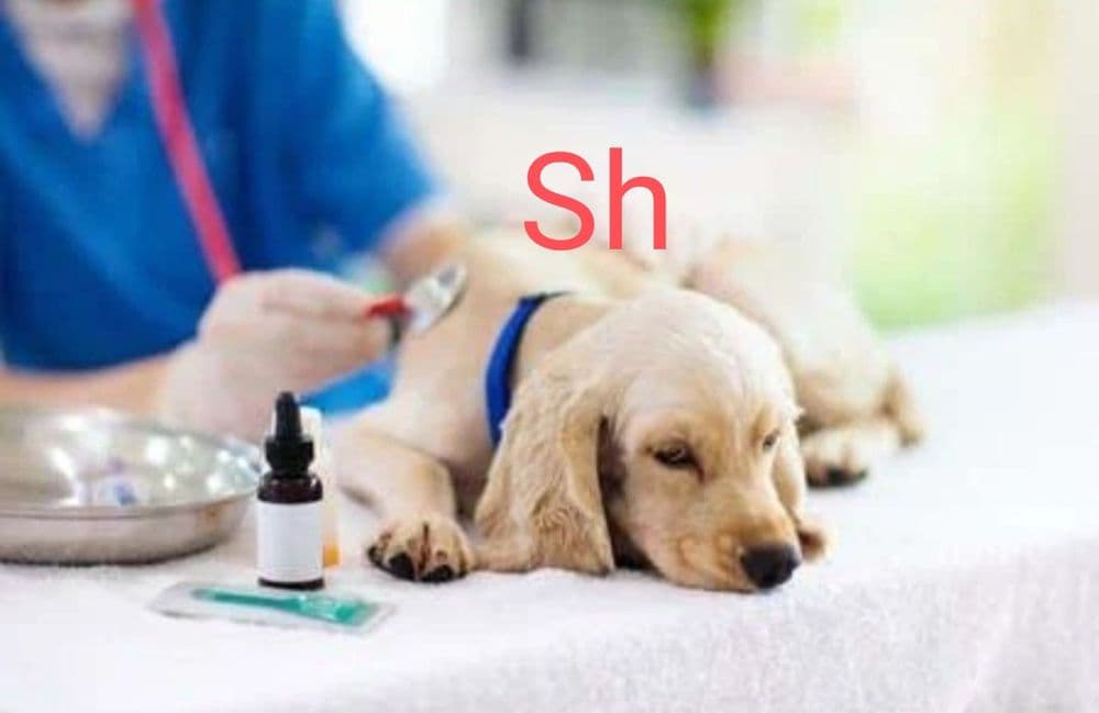 Ветеринар Veterinar — 3