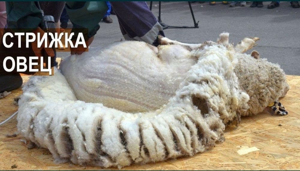 стрижка баранов qoy yungini olish — 1