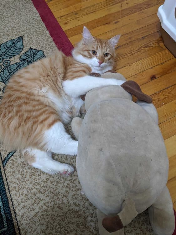 Передержка кошек котят — 2
