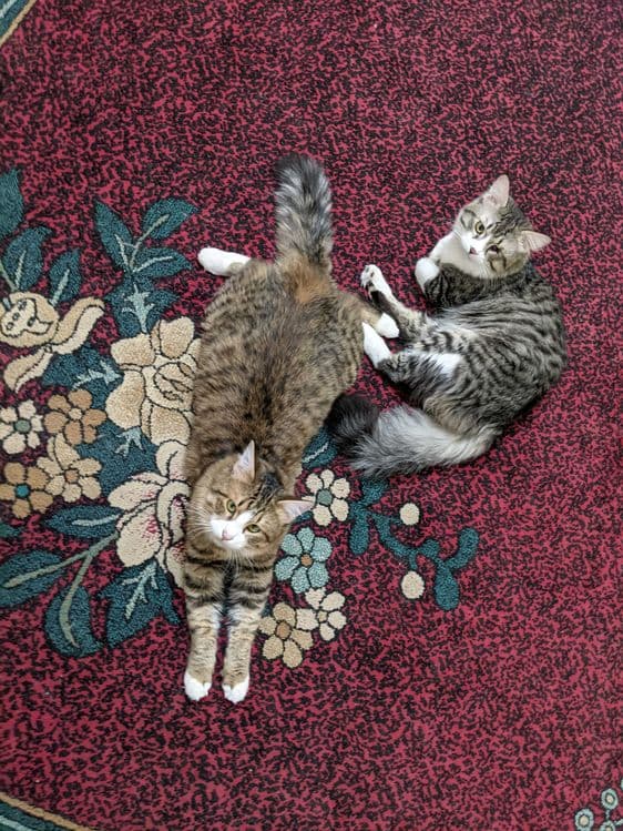 Передержка кошек котят — 3