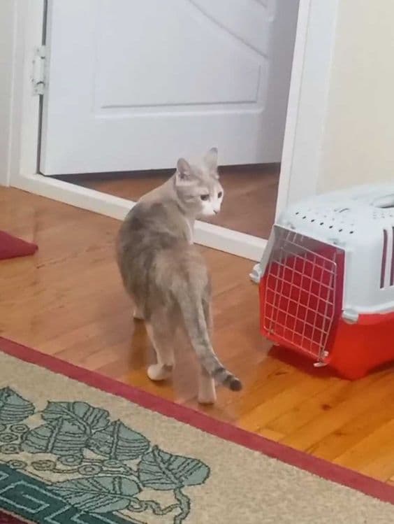 Передержка кошек котят — 6