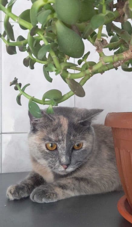 Передержка кошек котят — 7