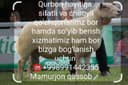 Qassob servis, so'yish, go'shtini maydalab berish ichida
