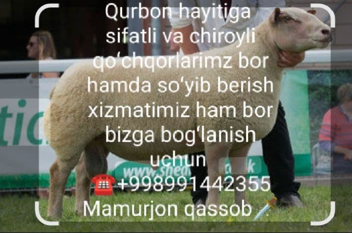 Qassob servis, so'yish, go'shtini maydalab berish ichida — 1