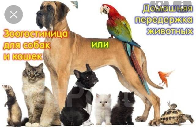 Передержка. Выгул. Дрессировка. Вязка случка собак — 1