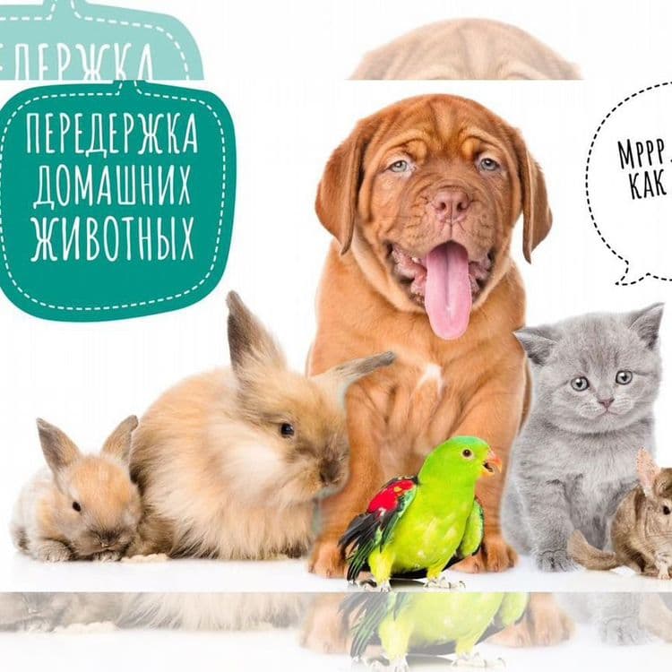 Передержка. Выгул. Дрессировка. Вязка случка собак — 3