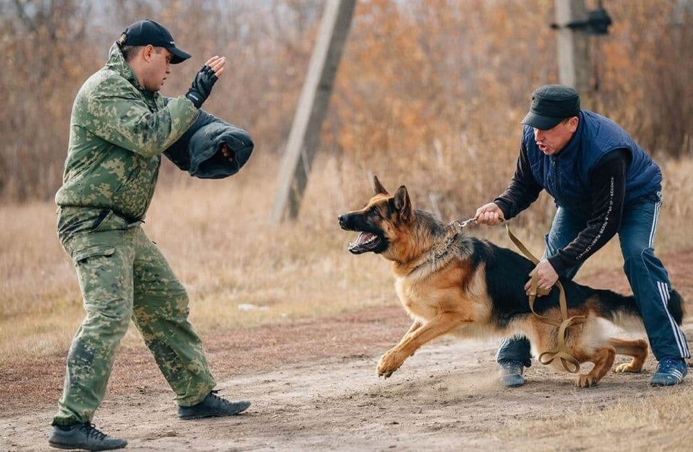 Передержка. Выгул. Дрессировка. Вязка случка собак — 6