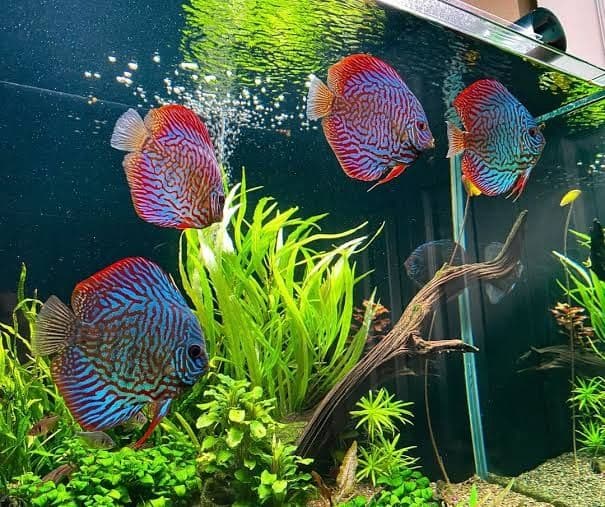 Akvariumlar uchun professional servis | Tozalash | Чистка аквариума — 1