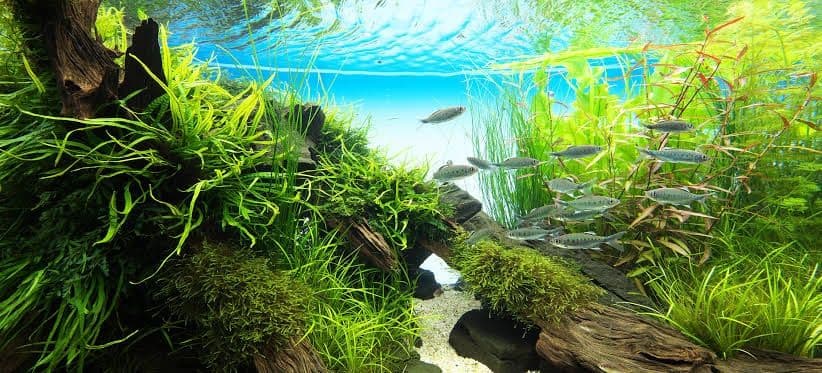 Akvariumlar uchun professional servis | Tozalash | Чистка аквариума — 2