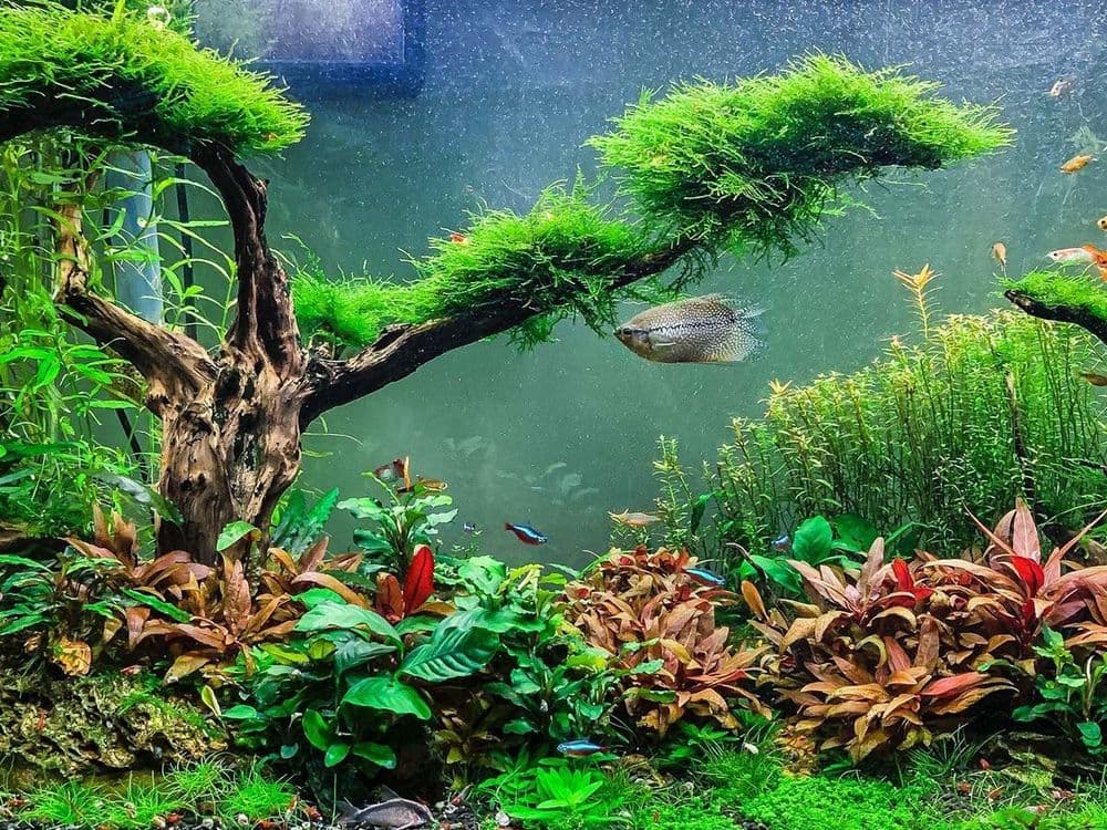 Akvariumlar uchun professional servis | Tozalash | Чистка аквариума — 3