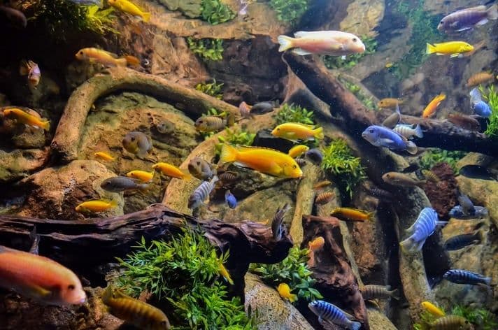 Akvariumlar uchun professional servis | Tozalash | Чистка аквариума — 5