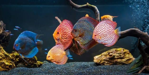 Akvariumlar uchun professional servis | Tozalash | Чистка аквариума — 6