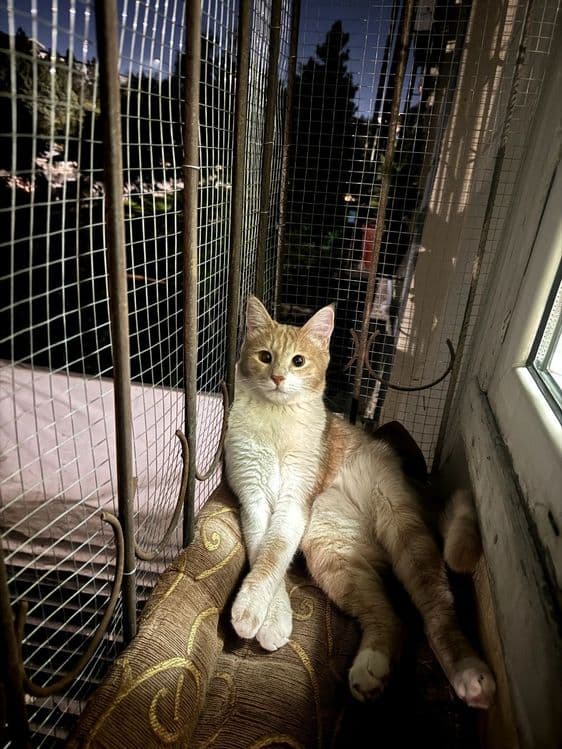 Изготавливаем АНТИ КОШКА. — 5