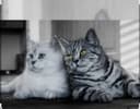 Передержка кошек и котов