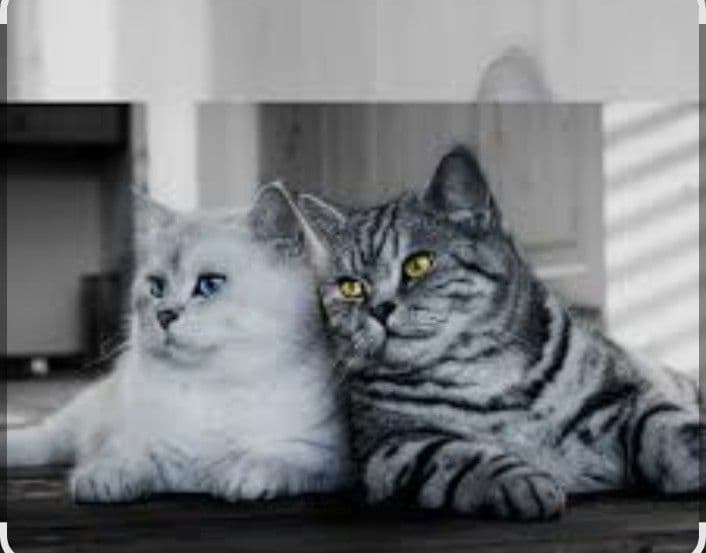 Передержка кошек и котов — 1