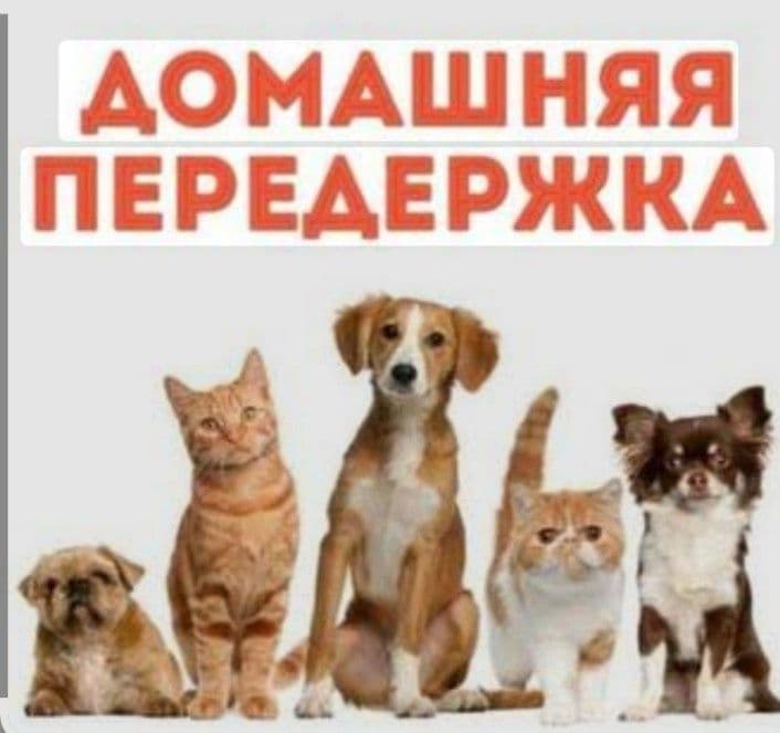 Передержка животных — 1