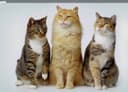 Передержка кошек
