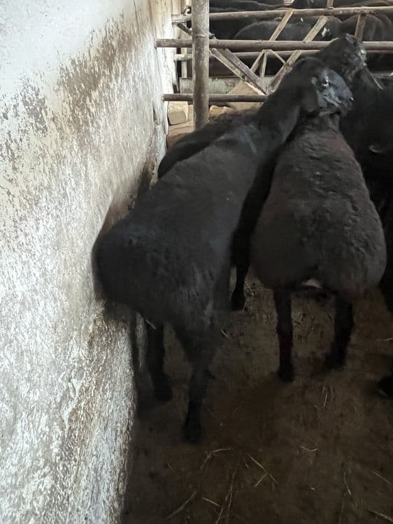 Кассоб Qassob Qurbonlikka qoy soyish xizmati — 2