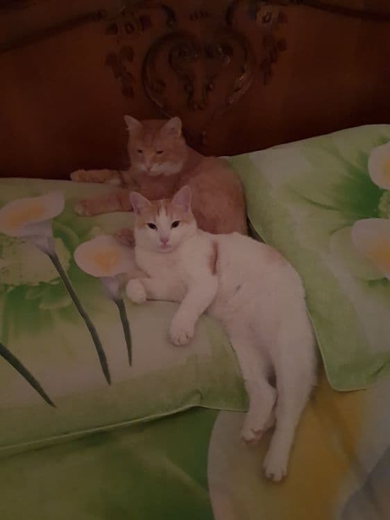 Передержка для кошек — 1