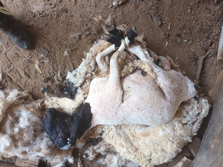 Куй кузиларни киркамиз — 1