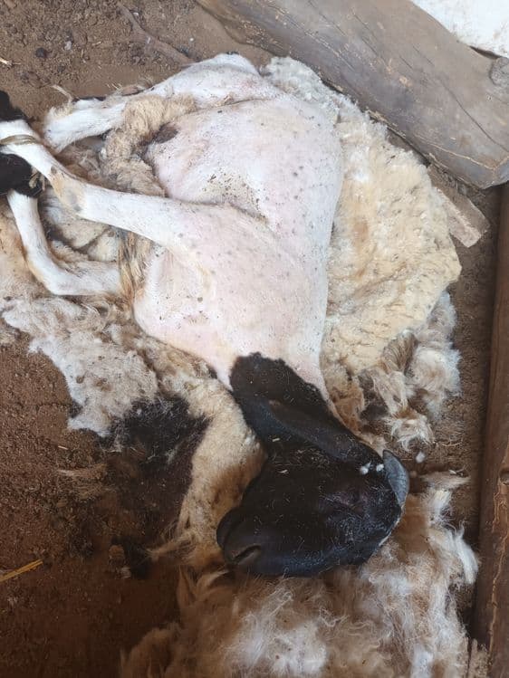 Куй кузиларни киркамиз — 2