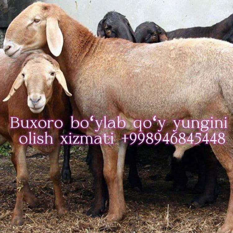 Buxoro boylab qoʻy yungini olish xizmati — 1