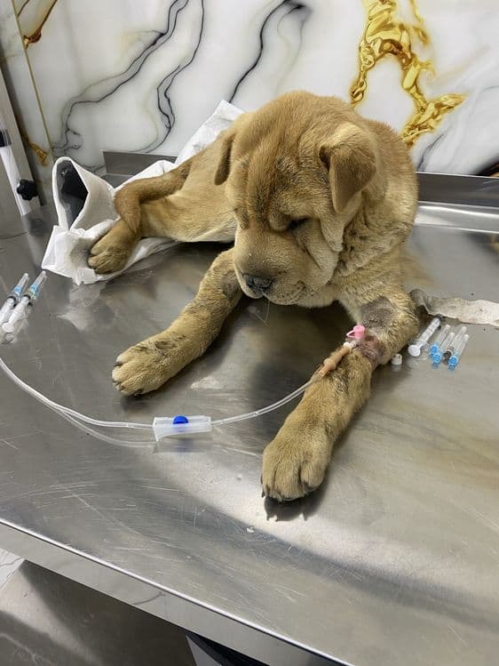 Veterinariya xizmati 24/7 — 3