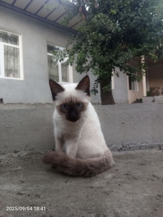 Veterinar xizmati — 5