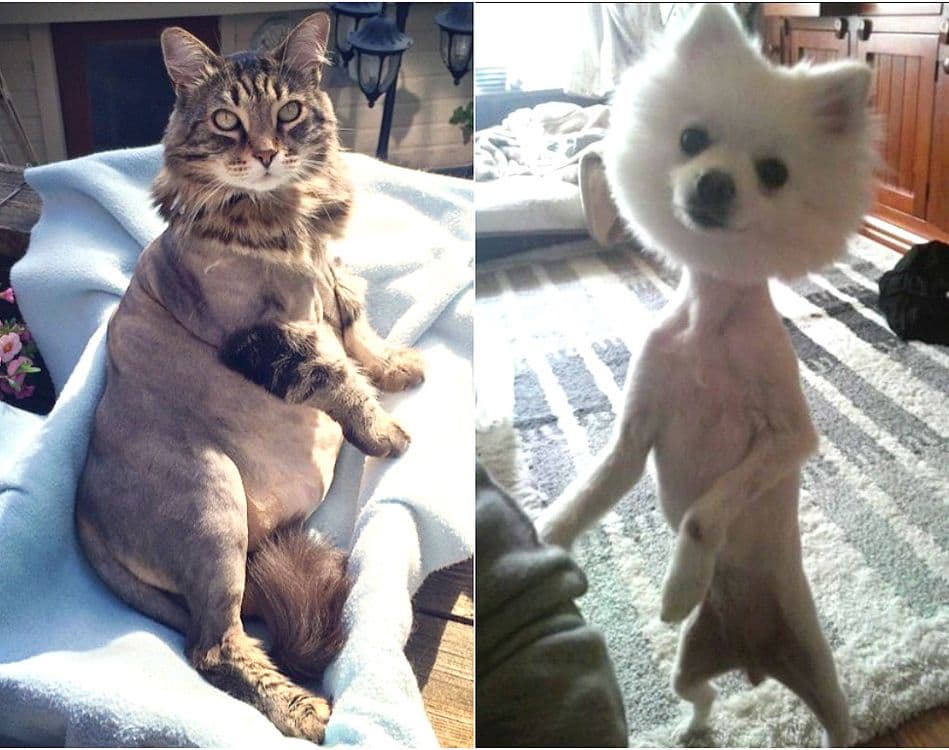 Стрижка собак и кошек — 1