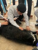 Veterinariya  profilaktika ishini qilib beramiz