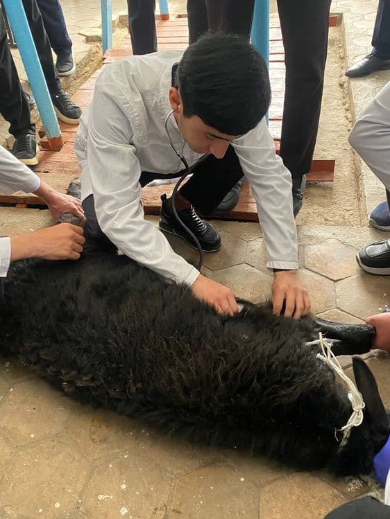 Veterinariya  profilaktika ishini qilib beramiz — 1