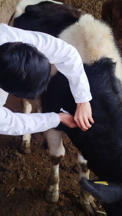 Veterinariya  profilaktika ishini qilib beramiz — 2