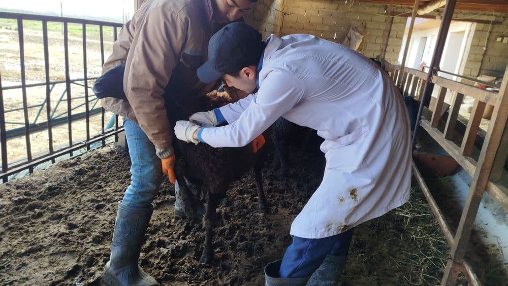 Veterinariya  profilaktika ishini qilib beramiz — 3
