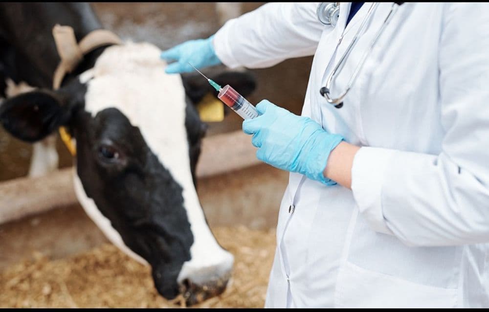 Veterinariya xizmati. Veterinar vrach — 1